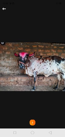 ગાય વેશવાની છે