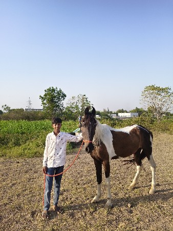 ઘોડી