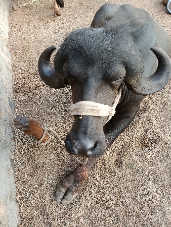 ખડાય વેચવાની છે.m