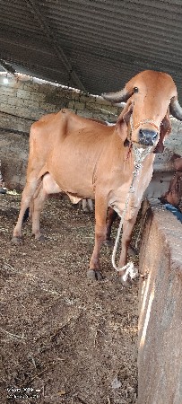 ગાય વેચવાની છે