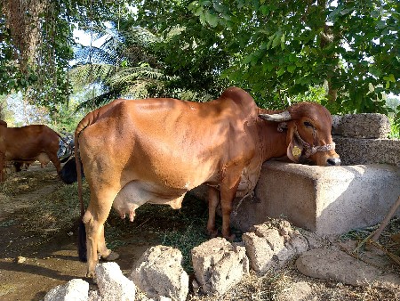 gay vechvani che