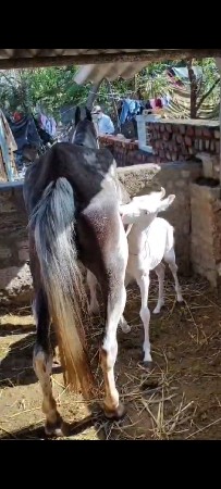 નુકરી વછેરી