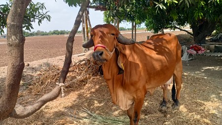 આ ગાય વેચવાની છે