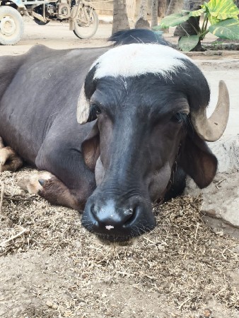 આ ખડેલી વેચવાની છે