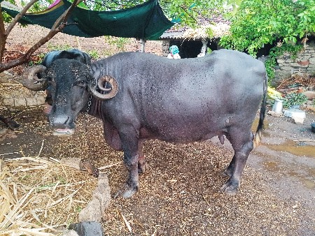 વેશવાની se