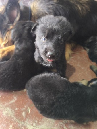 zarman shefard z black puppies