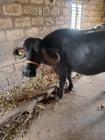 ભેંસ વેચવાની છે
