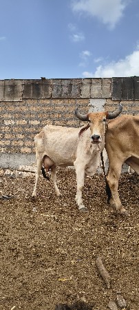 વેચવાની છે