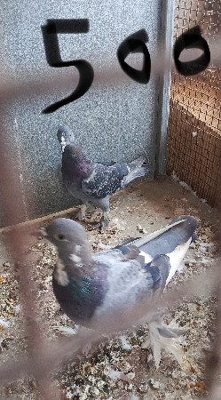 કબૂતર વેચવાના છે