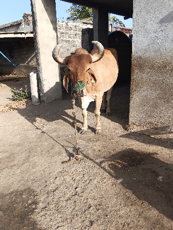 બળદ