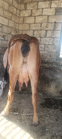 ગાય વેચવાની છે