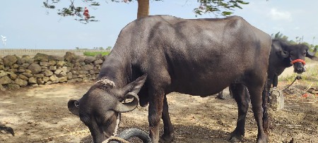 ભેંસ વેચવાની છે