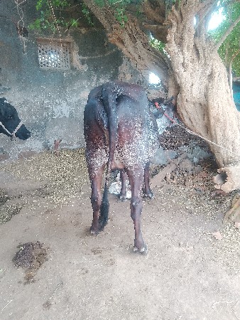 જરસીકોસહોડકીવેશવાનીછે