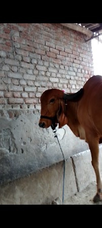 ઓરીજનલ ગીર ગાય વેચવા ની છે