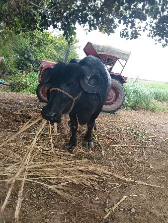 ભેંસ વેચવાની છે.