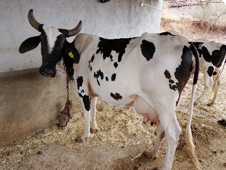 વેચવાની છે