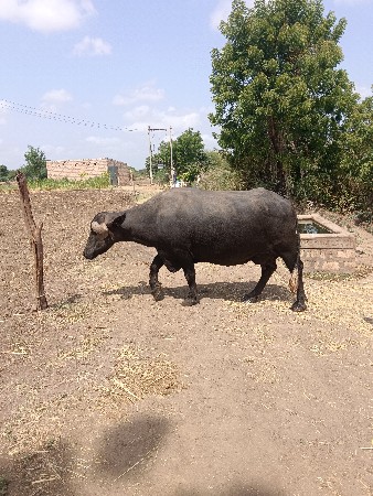 બે મહિના ની વાર છે
