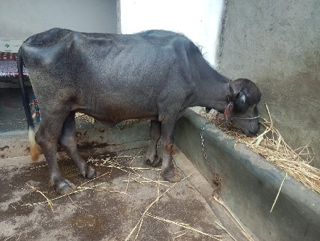 પારેટી ખડેલી હોય તો વિડીયા ફોટા