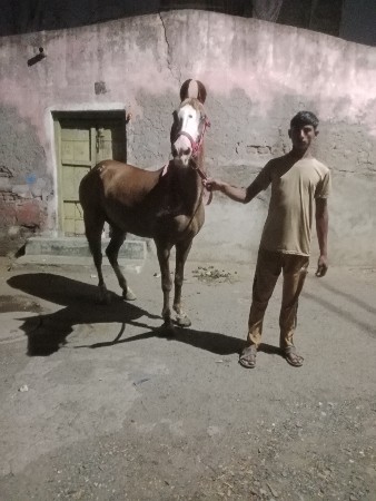 ગોળી