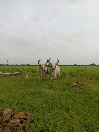 બળદ વેચવા ના છે