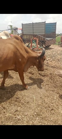 ગાય વેચાવાનીછે તીજુવેતરવીયાણી