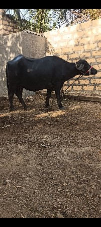 ભેંસ