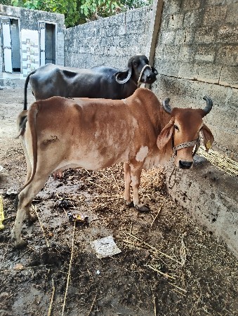 વેશ વાની સે 3 વેતર