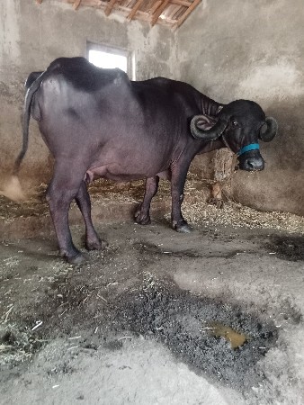 આ ખડાઈ વેચવાની છે સાટા માં સાલછે