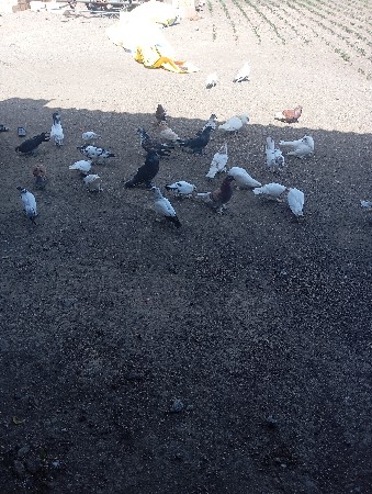 કબૂતર વેચવાના છે