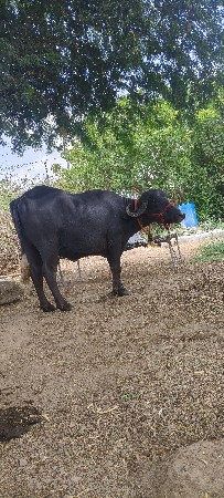 પેલા વેતરમાં ખડેલી વેચવાની છે