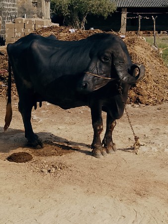 15 દીવમાં વ્યાસે