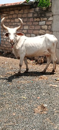 swet kapila