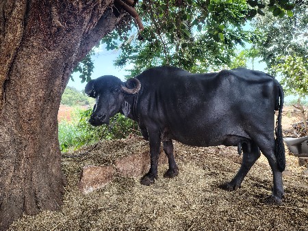 વેચવાની