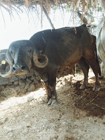 vesvani se