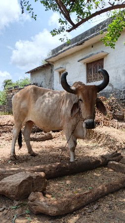 વેચવાનો છે બળદ ફુલ જવાબદારી