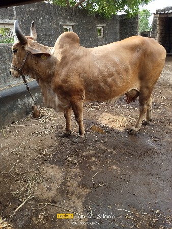 ગાય વેચવાની છે