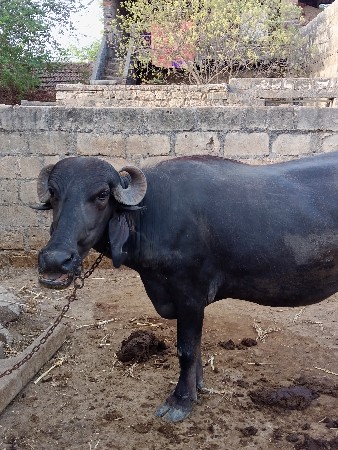 ખડેલી વેચવાની છે