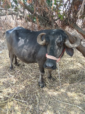 ભેંસ વેચવાની છે