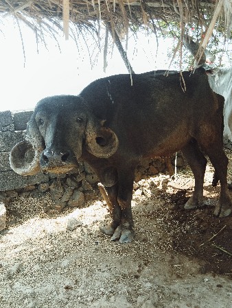 khadeli vesavani se