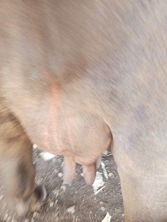 ભેંસ વેચવાની છે