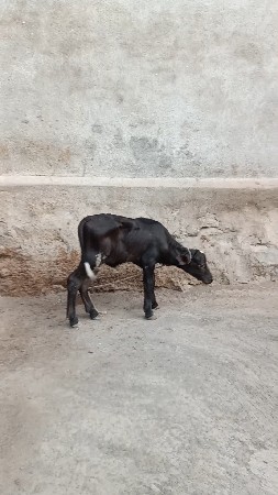 વેશવાની ત્રીજું