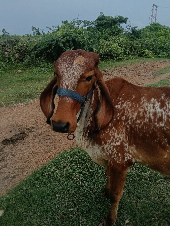ગાય
