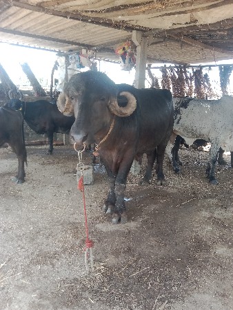 પાડો વેચવાનો છે