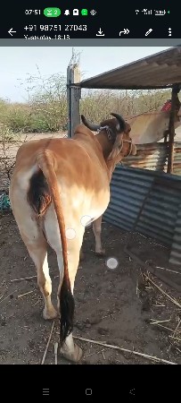 gay pachr desi soji javb dari vari