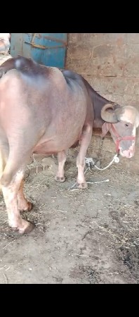 ભેંસ વેચવા ની છે