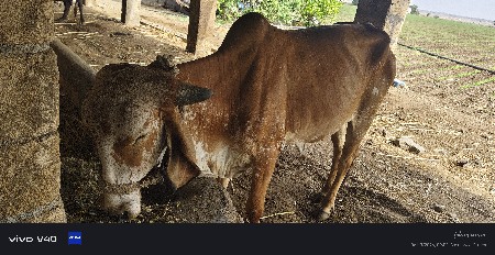 ગીર ગાય વેચવાની છે