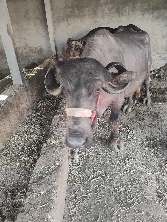 ડોઠમહીનાનીવીયાણેલછેપારુનથીપાડો
