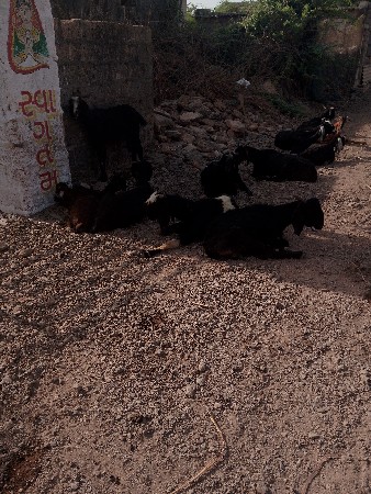 વેચવાના છે