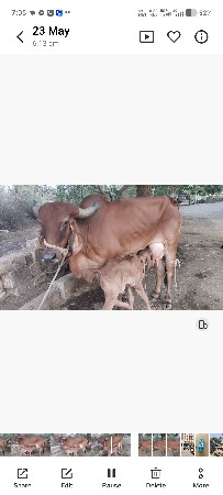 ગાય વેચવાની છે