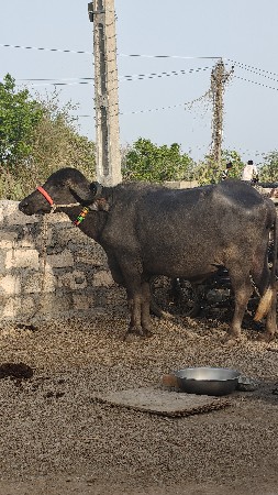 ખળેલી વેચવાની છે